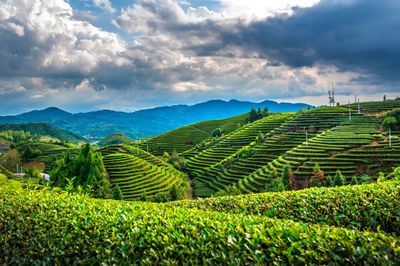 在杭州茶博會(huì)上占C位的是……茶葉